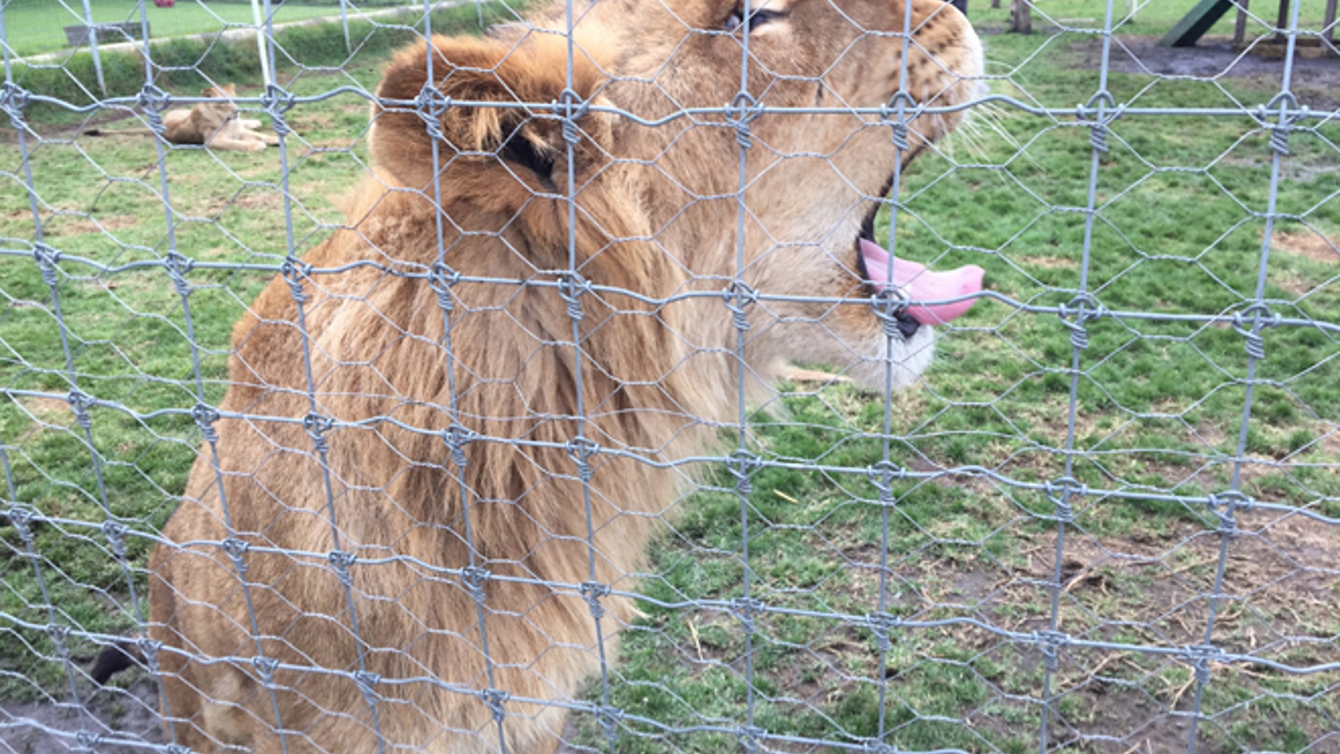 Big_Cats_slideshow_Latino_8