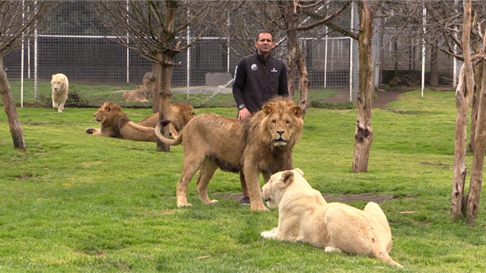 Big_Cats_slideshow_Latino_Top