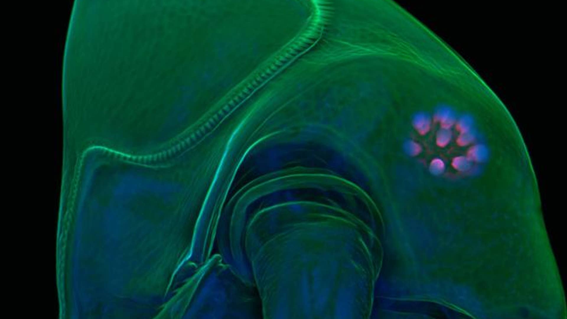 1. Water Flea