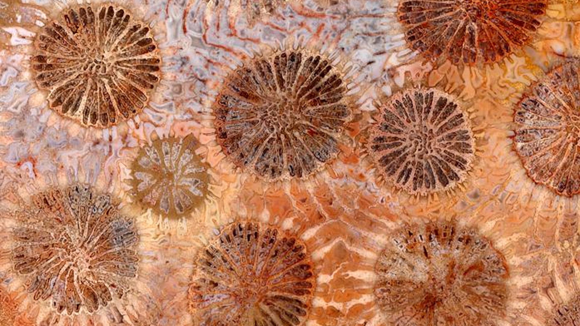 11. Red sponge coral fossil