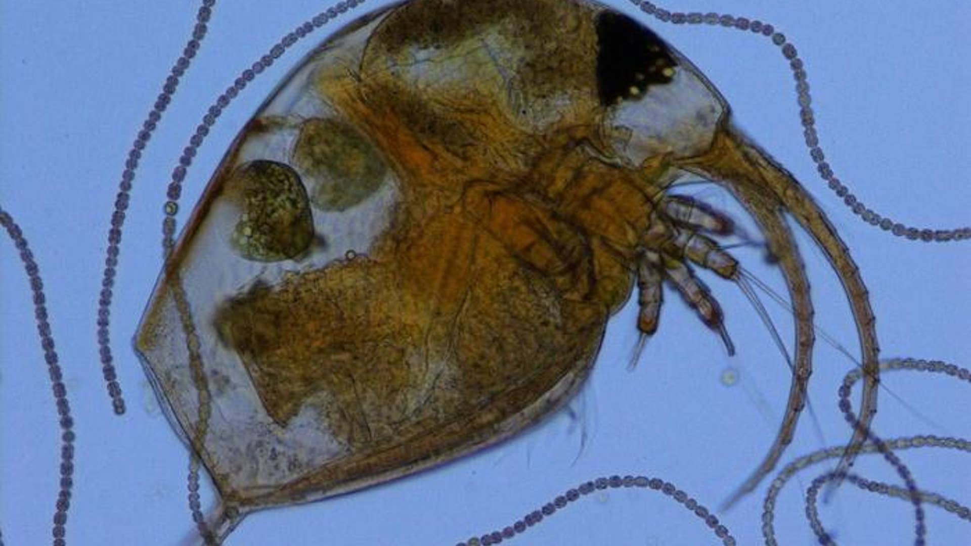 14. Zooplankton
