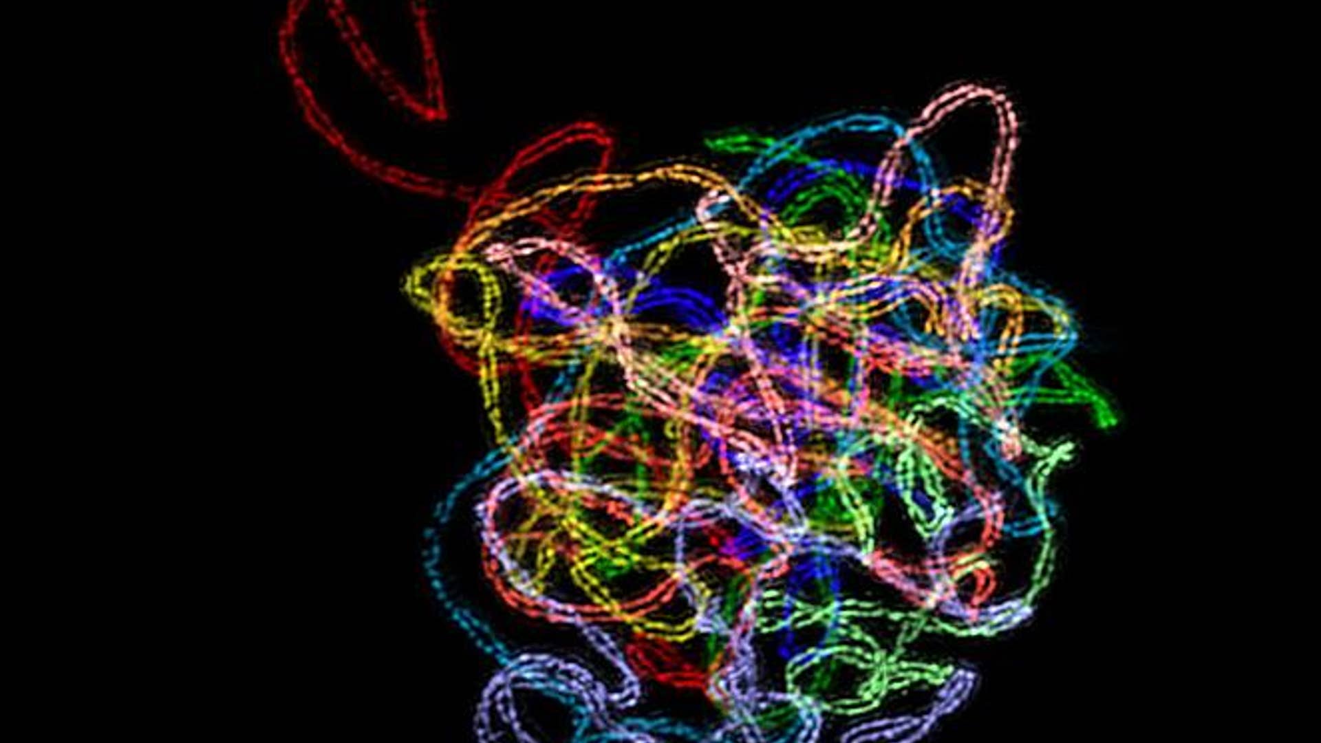 2. Cellular Division