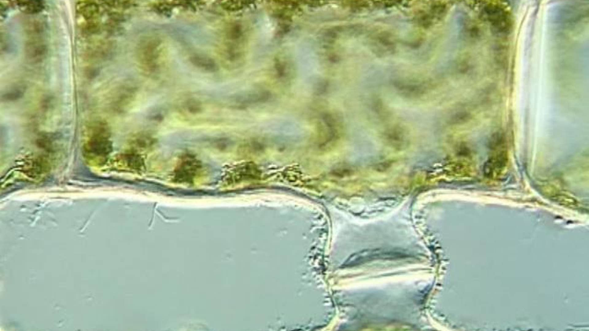 3. Sexual Attraction in Spirogyra