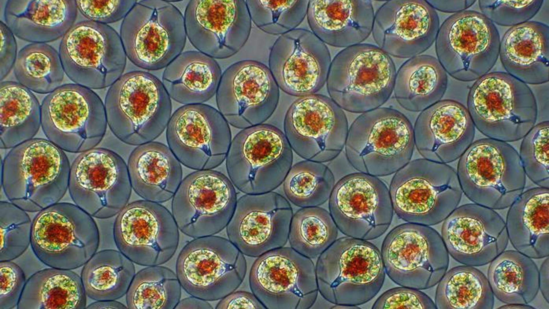4. Fresh Water Algae