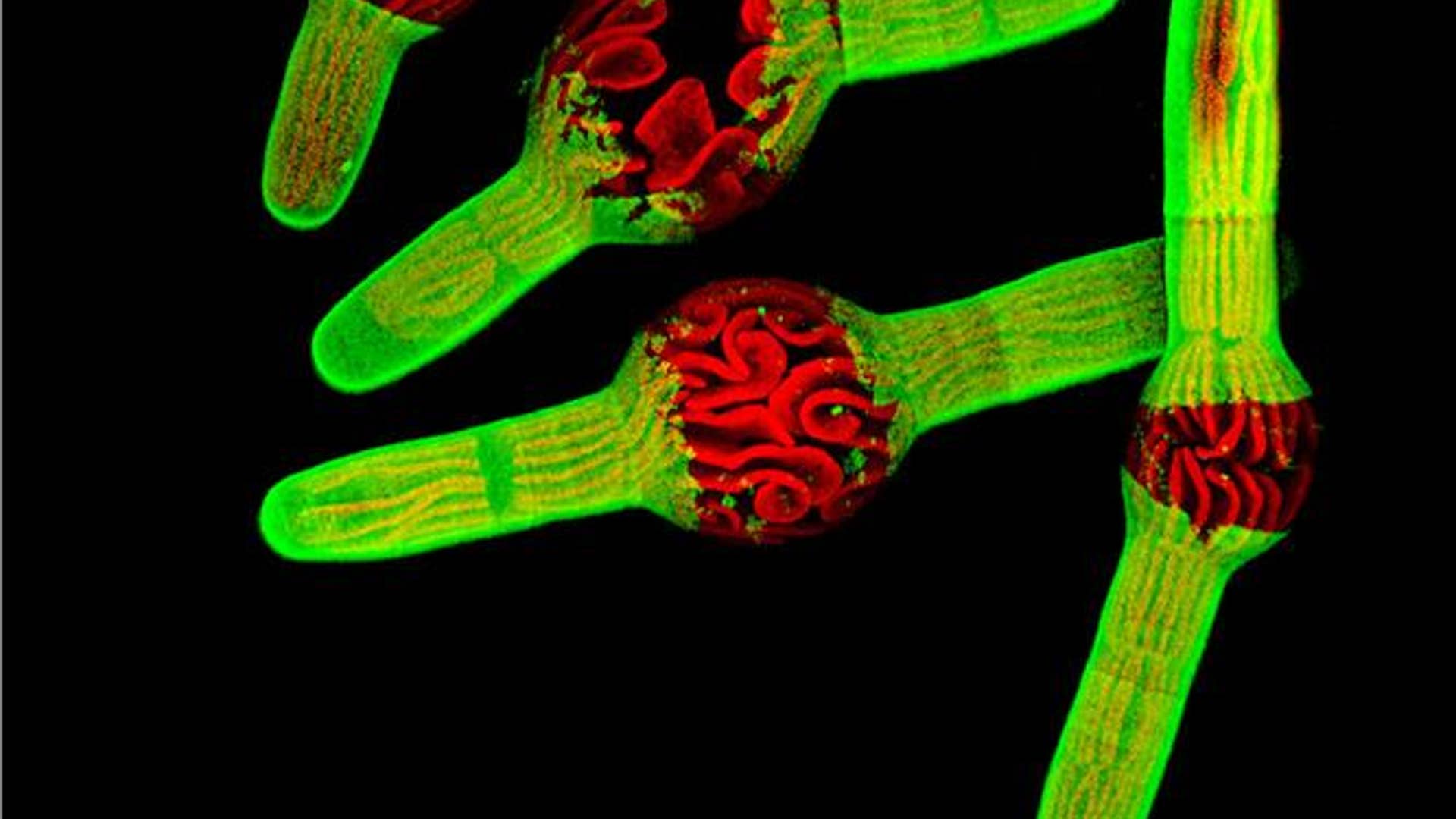 5. Single-Celled Algae