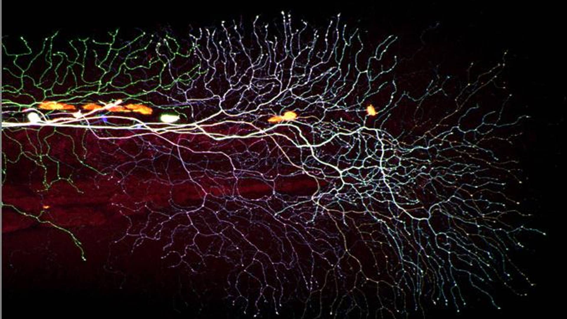 7. Zebrafish Tail Nerves