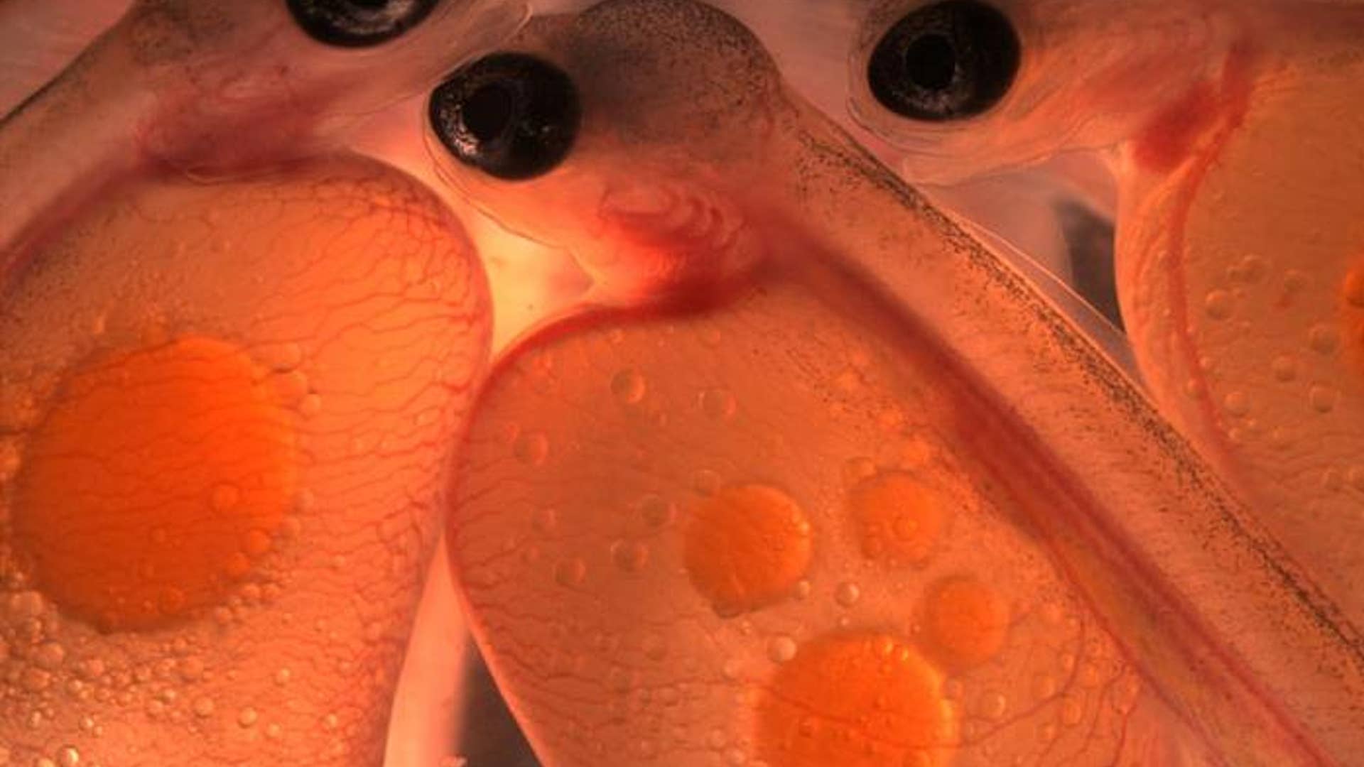 9. Atlantic Salmon Embryos