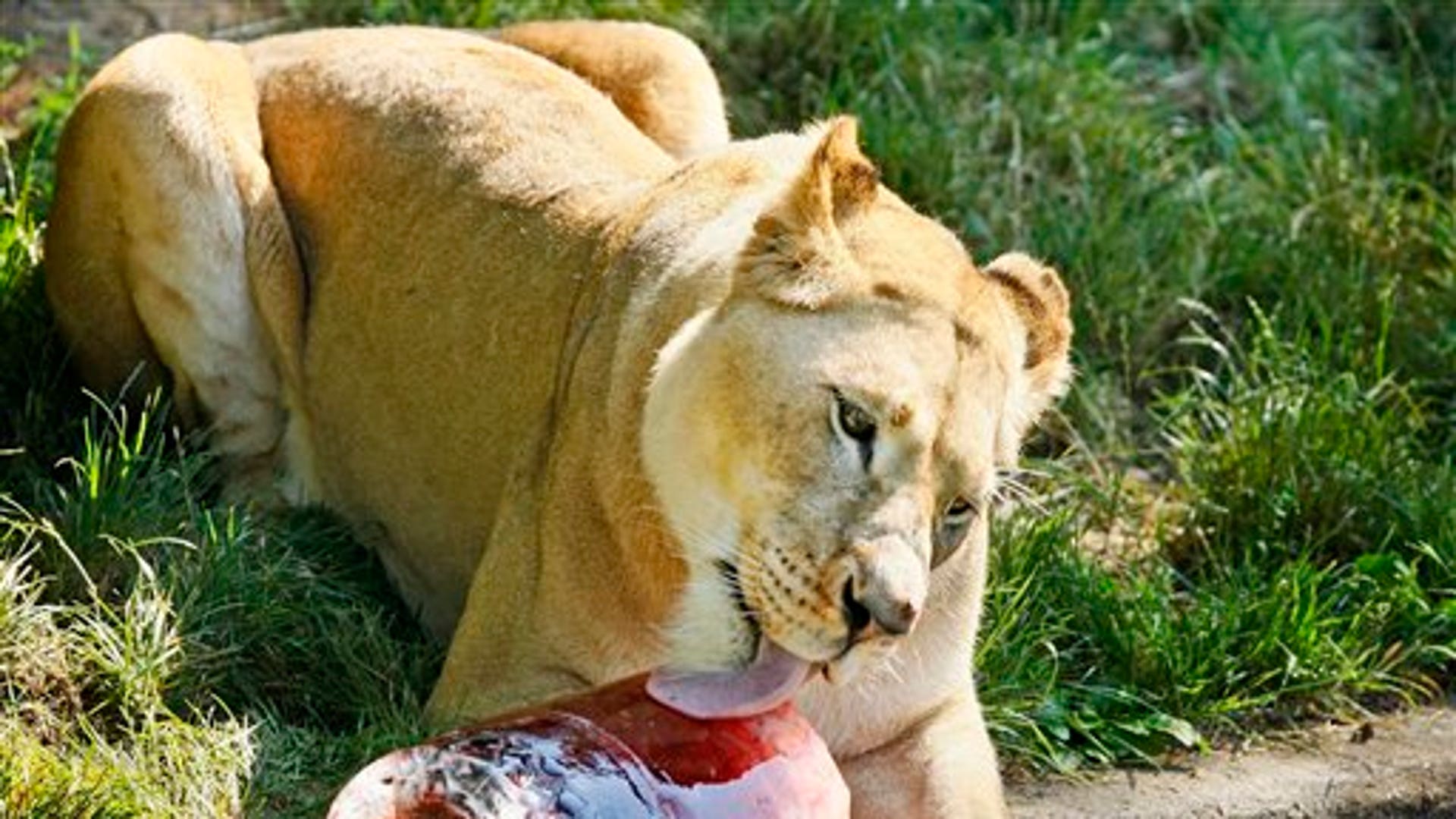 Лев в зоопарке съедает