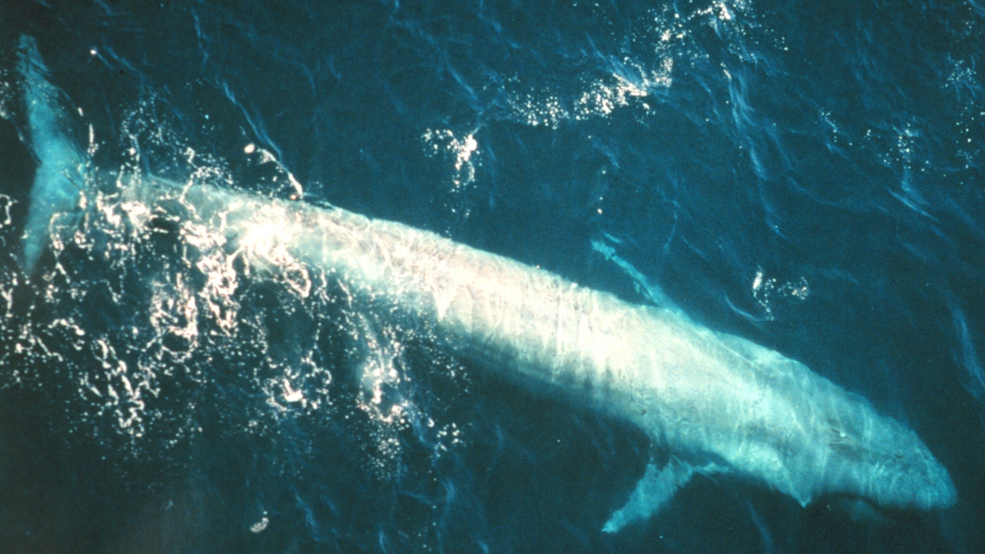 Blue_Whale