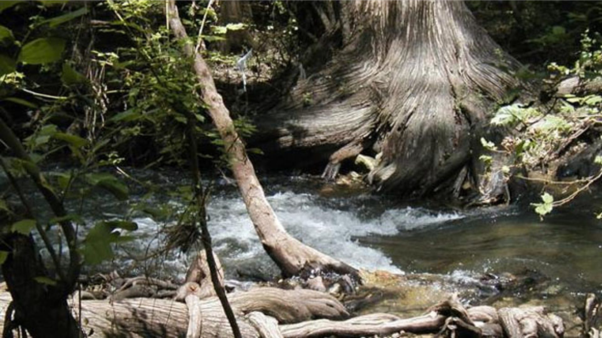 Boerne_Riparian_Forest