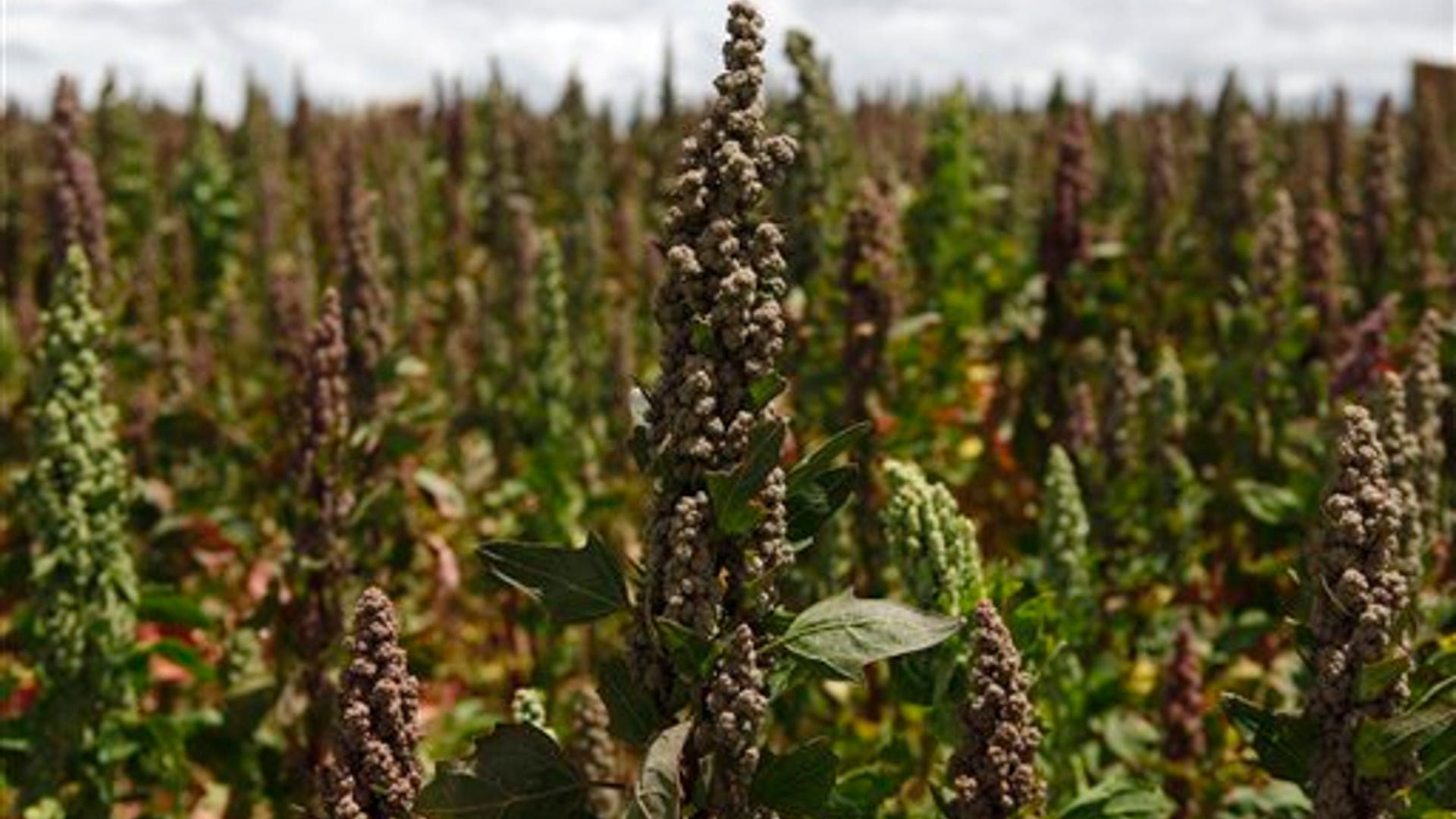 Bolivia_Quinoa_4