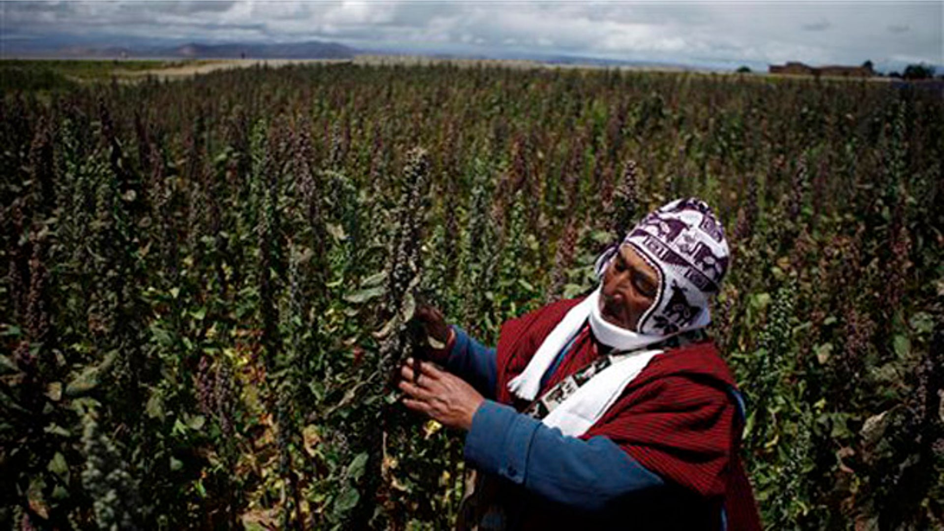 Bolivia_Quinoa_6