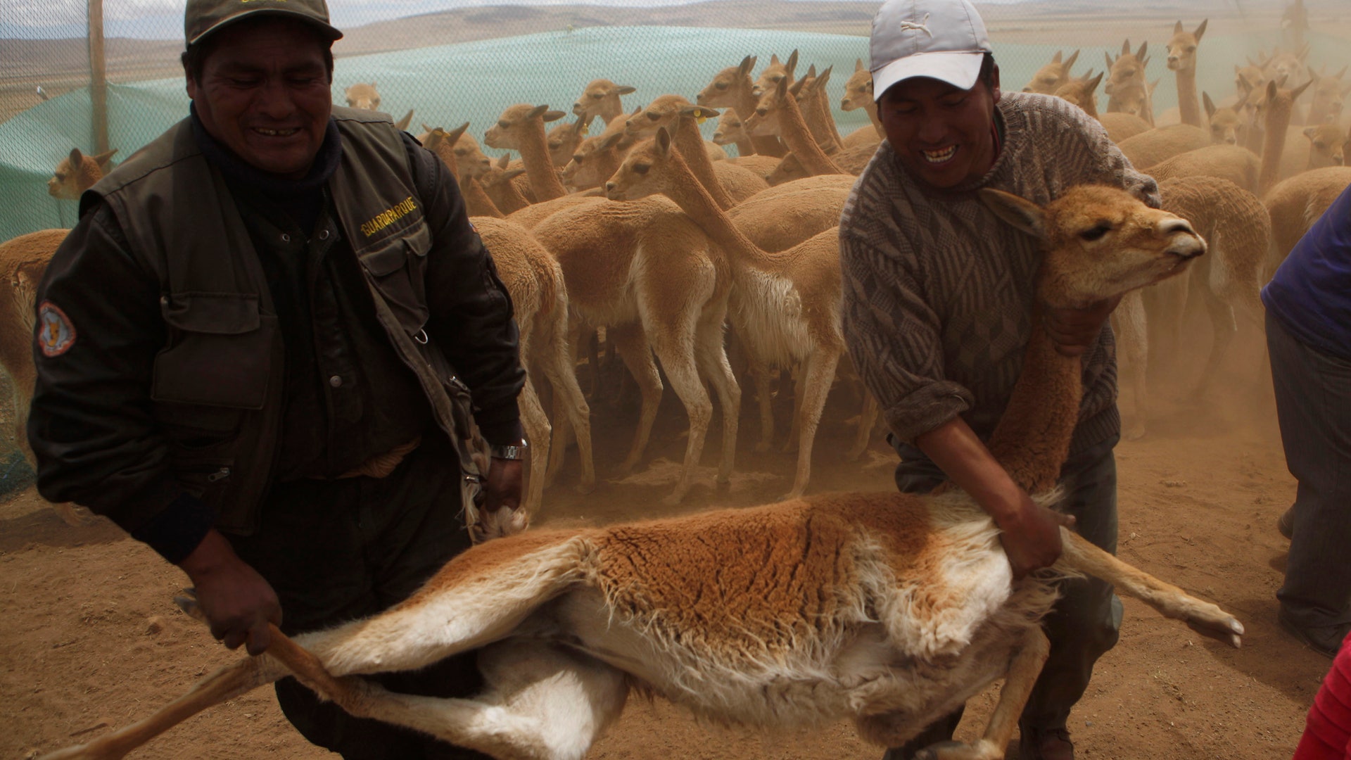 Bolivia_Vicuna_Photo__Grat__6_
