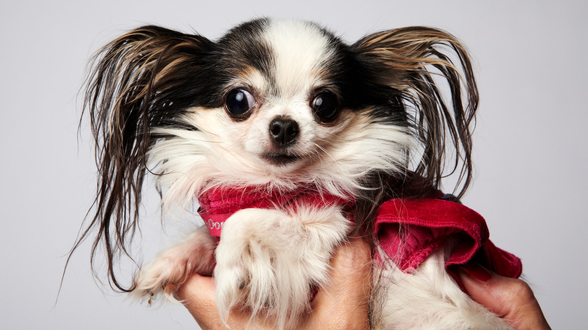 Boo_Boo___Smallest_Dog_x