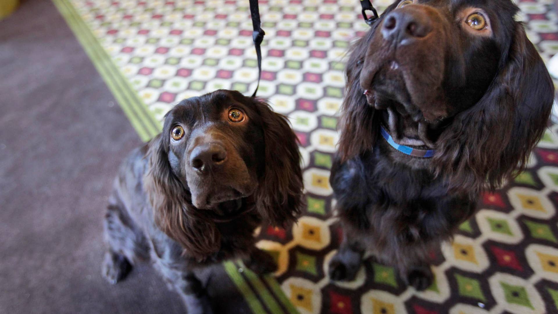 Boykin_Spaniels_Jesse__left__and_Jake