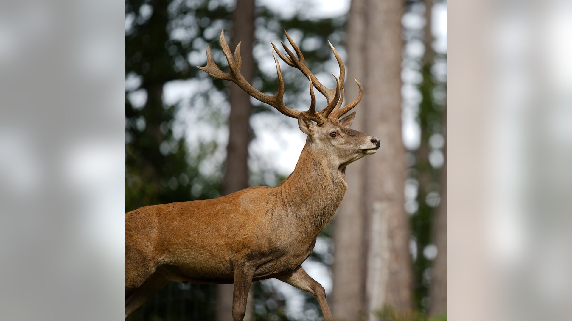 Brame_sept_2012___18