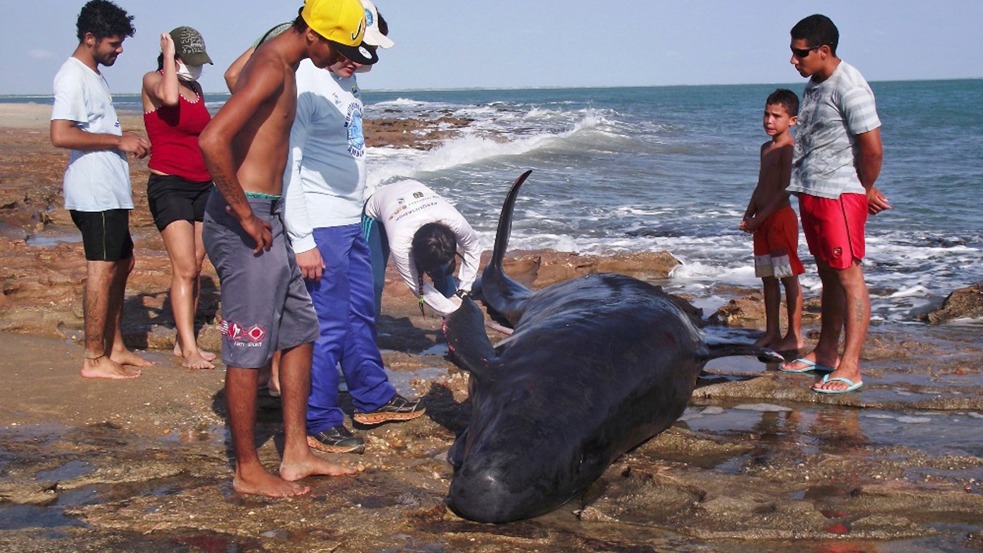 Brazil_Beached_Dolphi_Vros