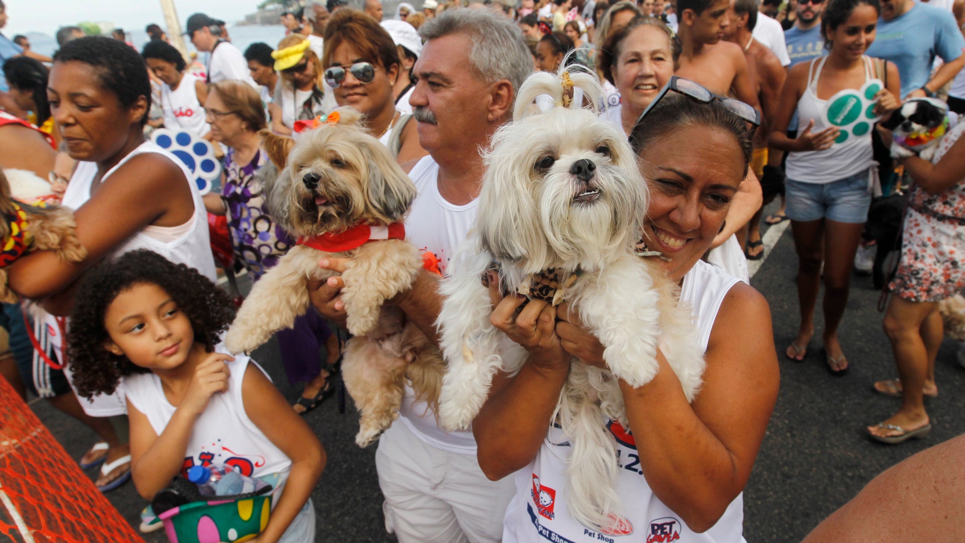 Brazil_Carnival_dogs_3