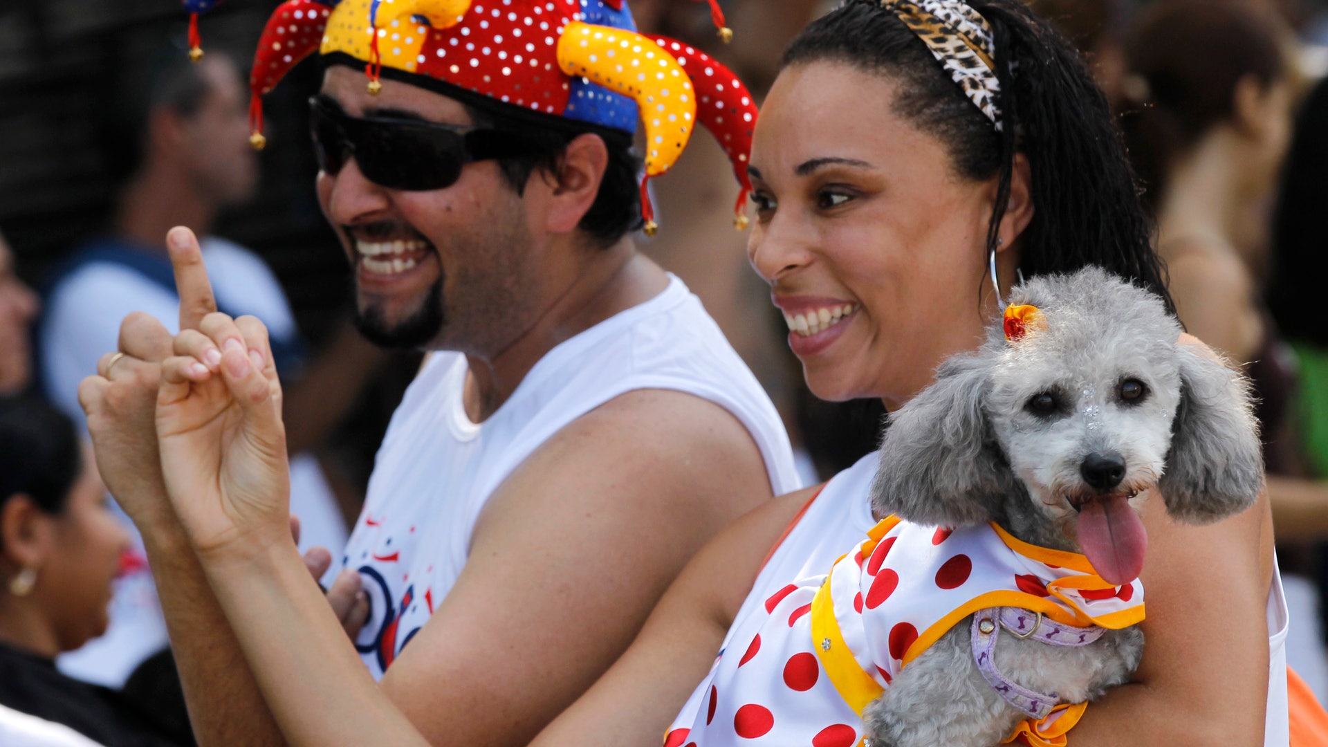 Brazil_Carnival_dogs_3