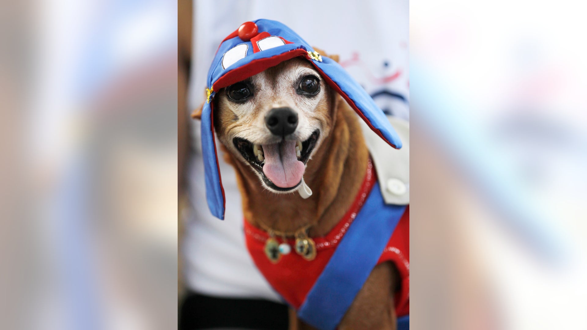 Brazil_Carnival_dogs_6