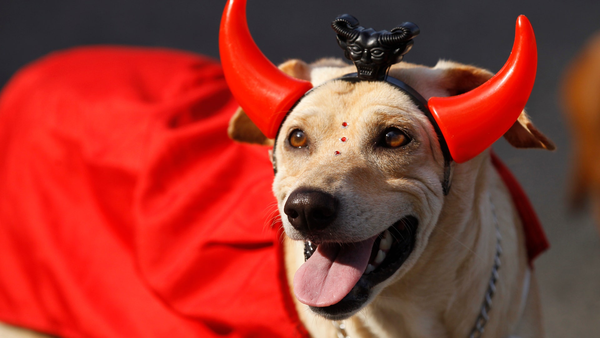 Brazil_Carnival_dogs_7