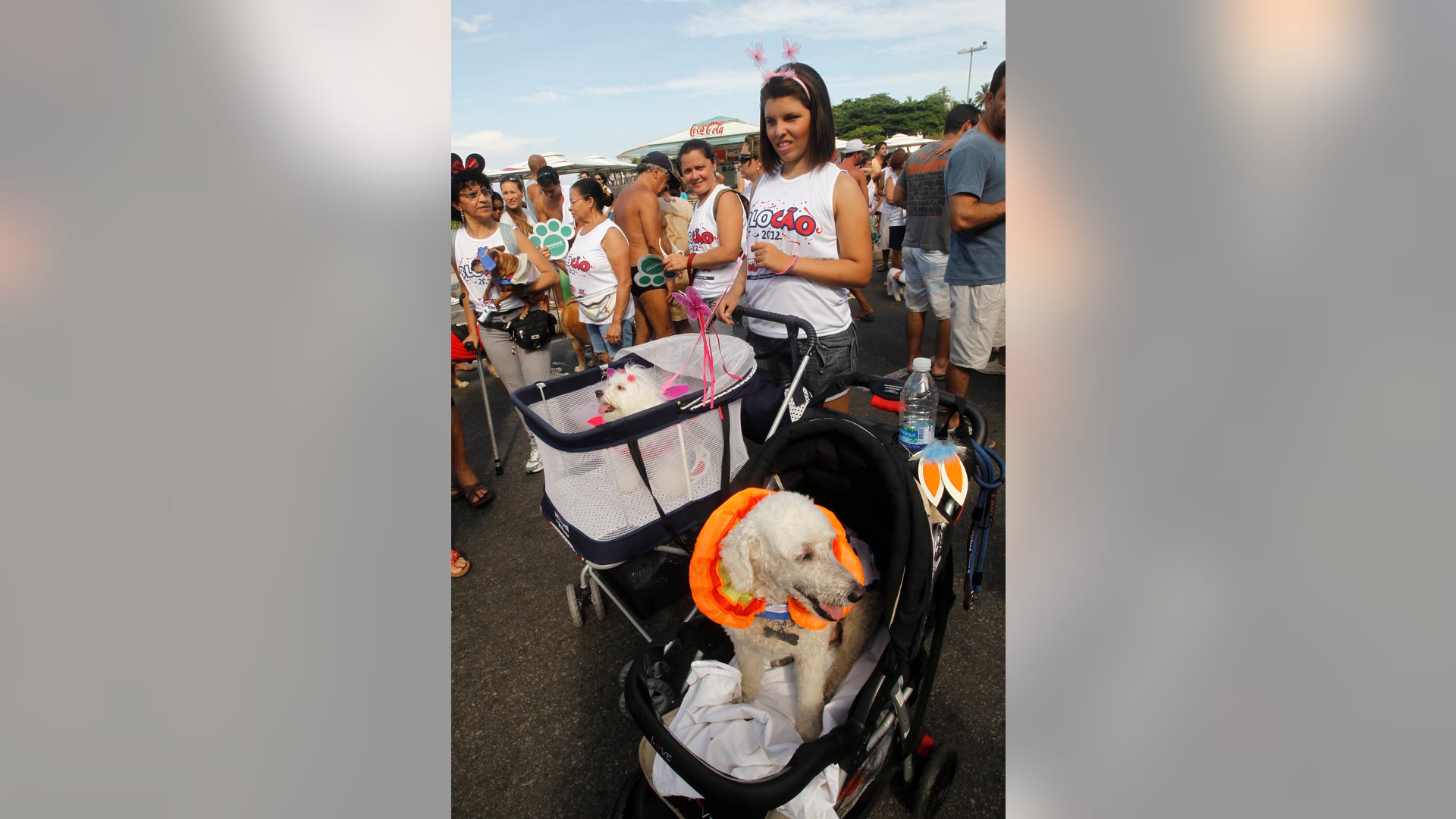 Brazil_Carnival_dogs