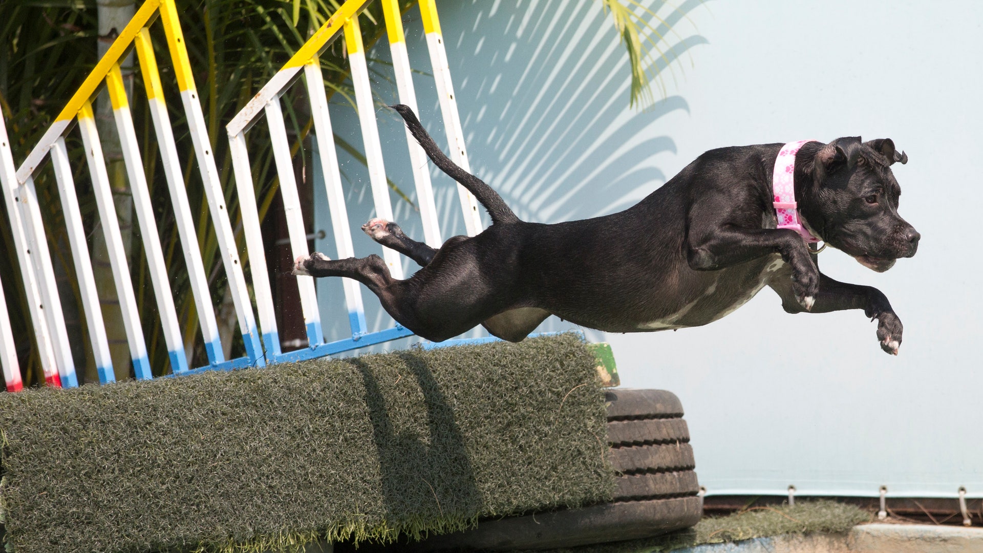 Brazil_Dog_Olympics__15_