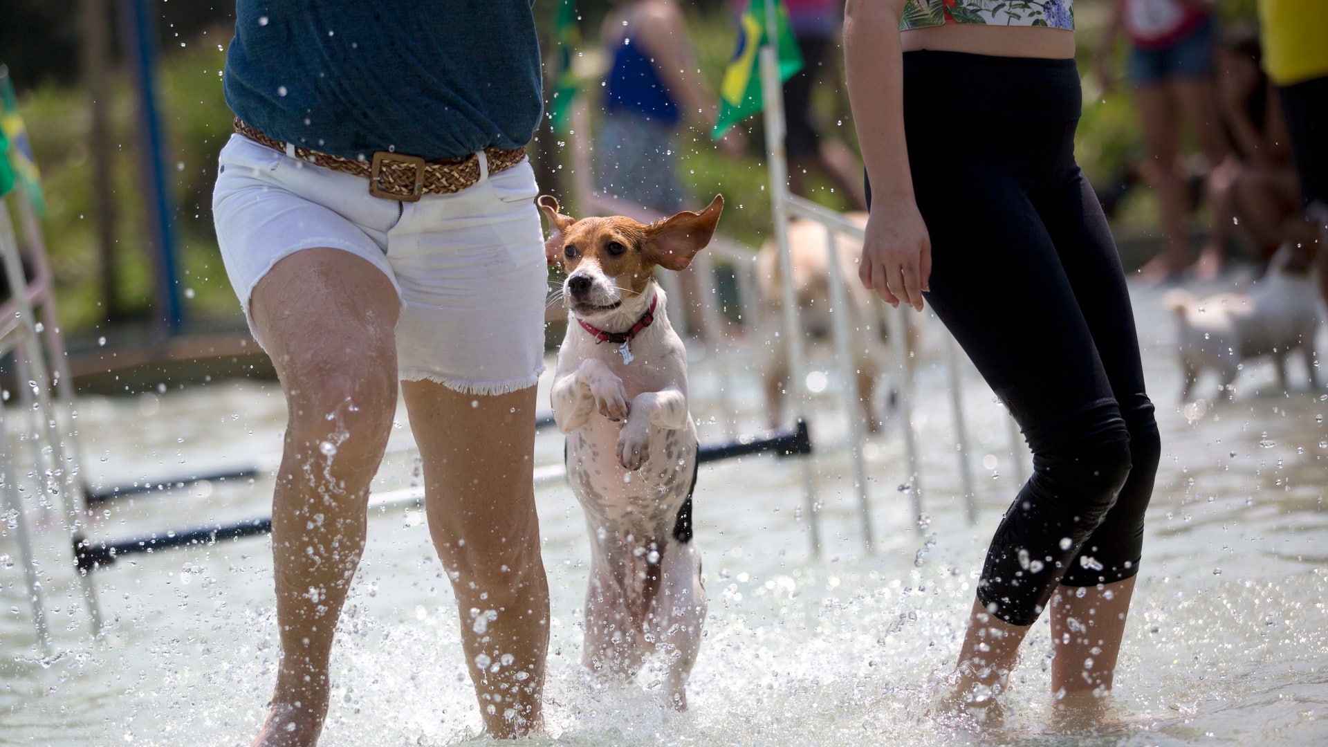 Brazil_Dog_Olympics__20_