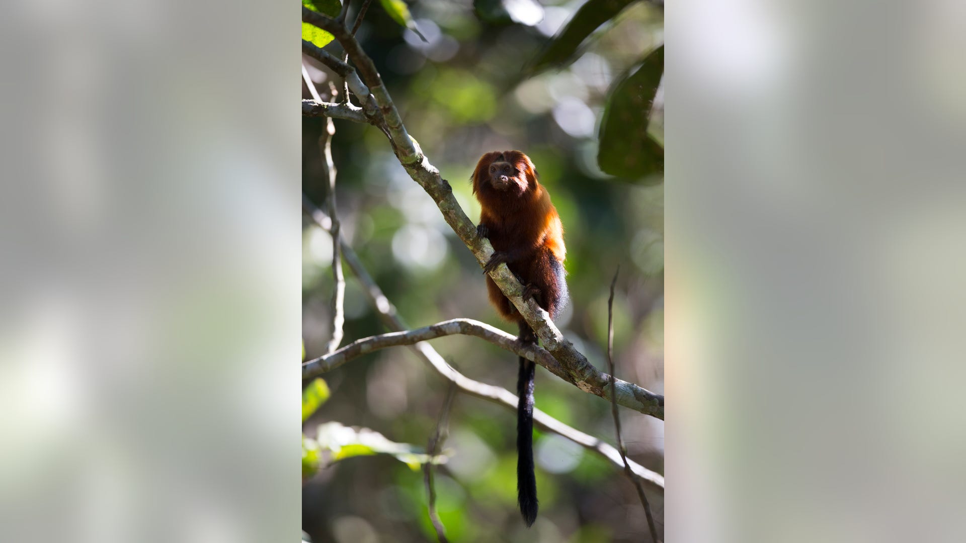 Brazil_Golden_Monkeys_3