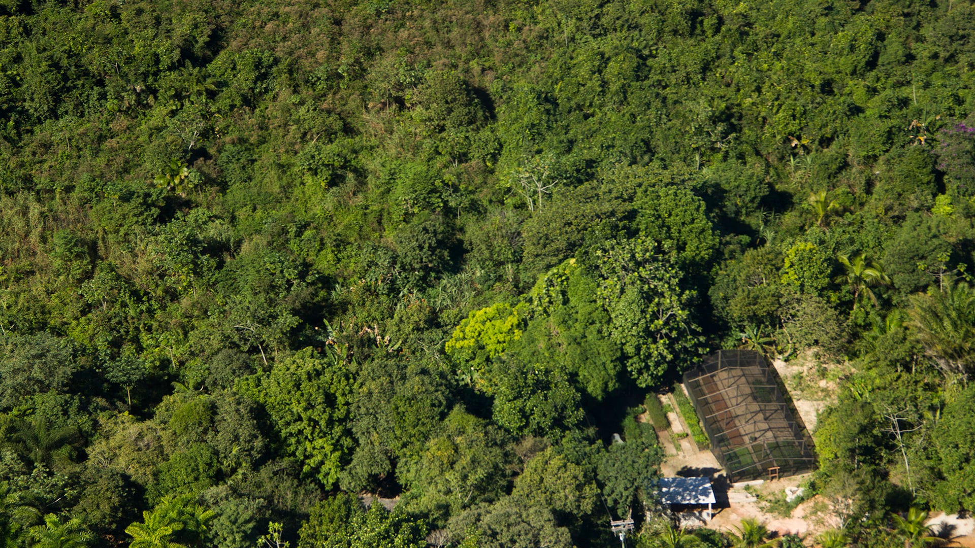 Brazil_Golden_Monkeys_7