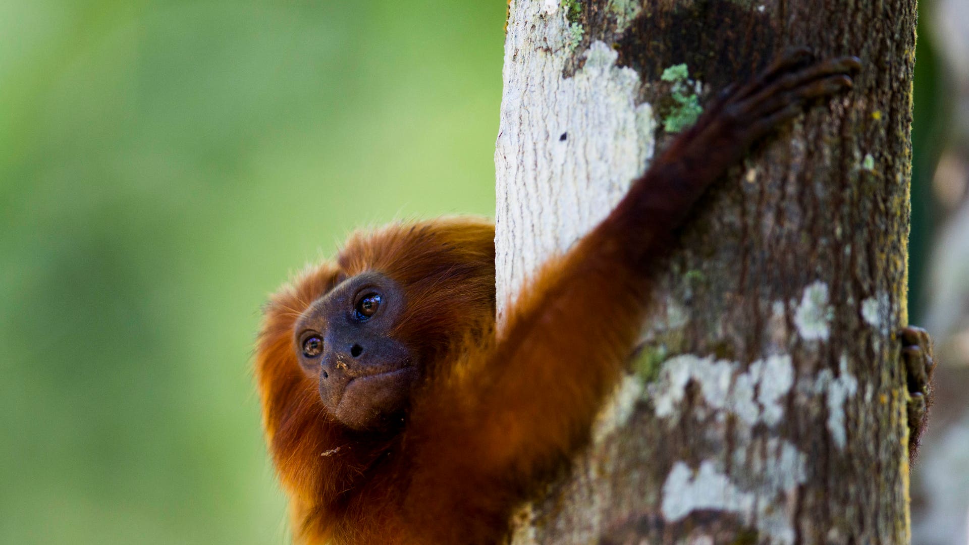 Brazil_Golden_Monkeys_8