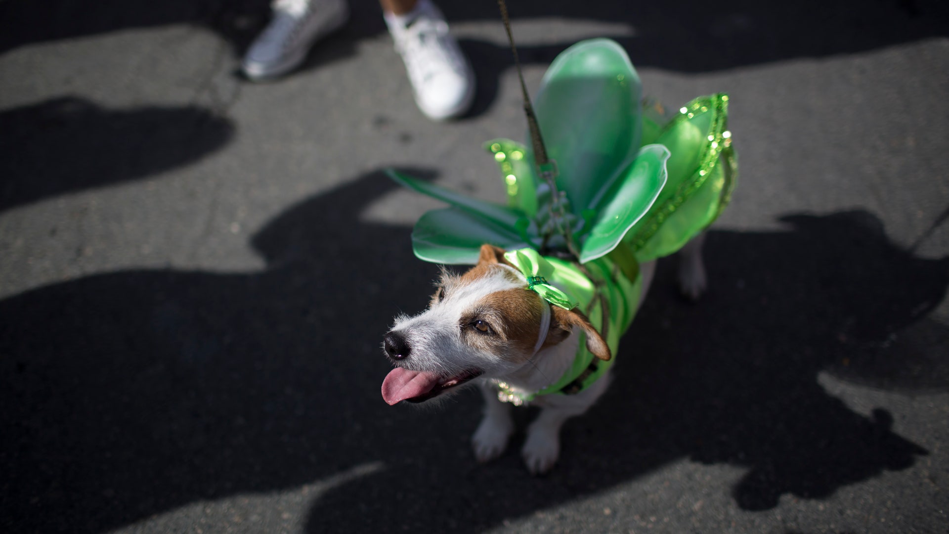Brazil_Pet_Carnival_Garc