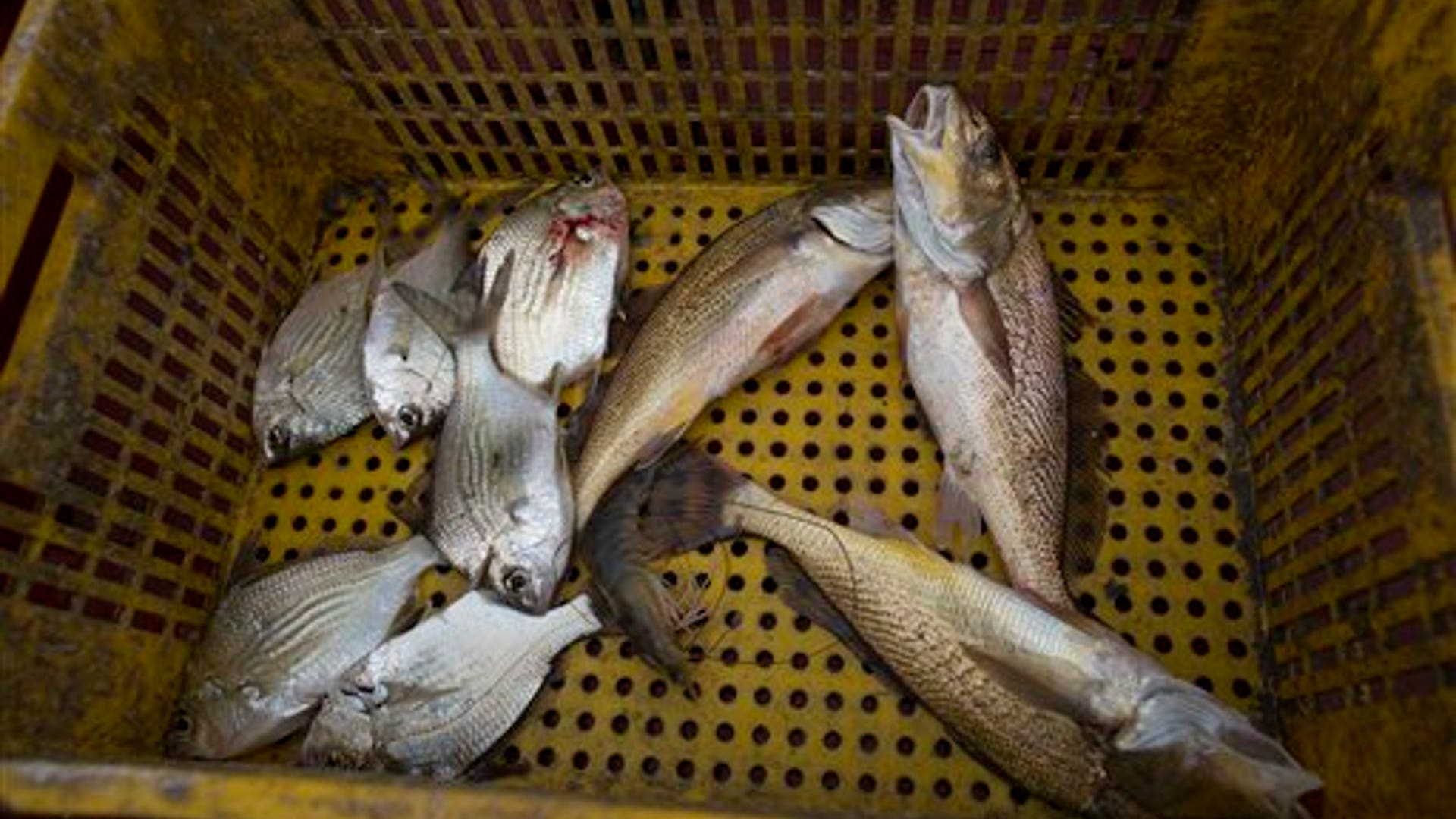 Brazil_Polluted_Bay_P_Garc__3_