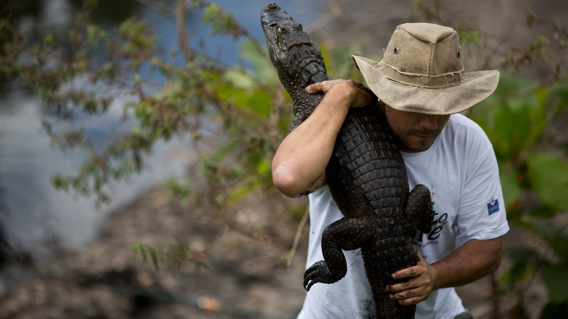 Brazil_Rio_Caimans_Grat__1_