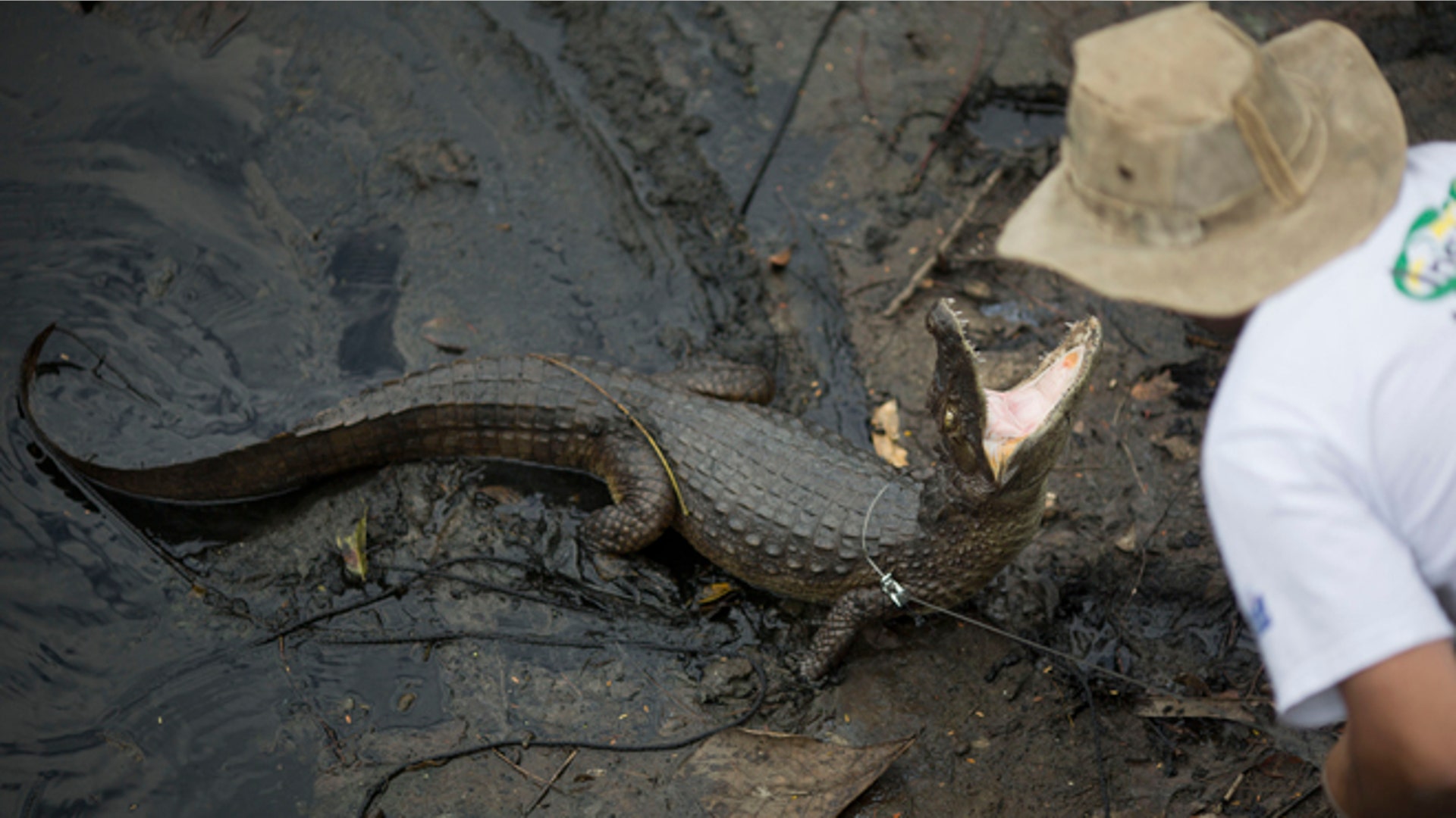 Brazil_Rio_Caimans_Grat
