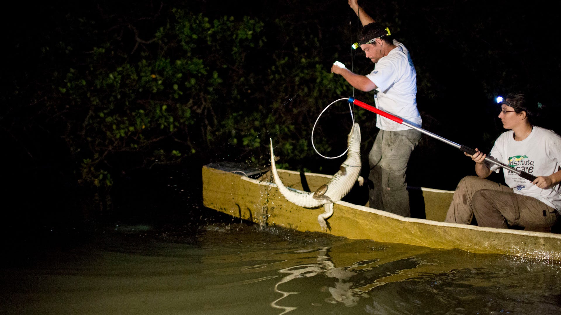 Brazil_Rio_Caimans_Grat__4_