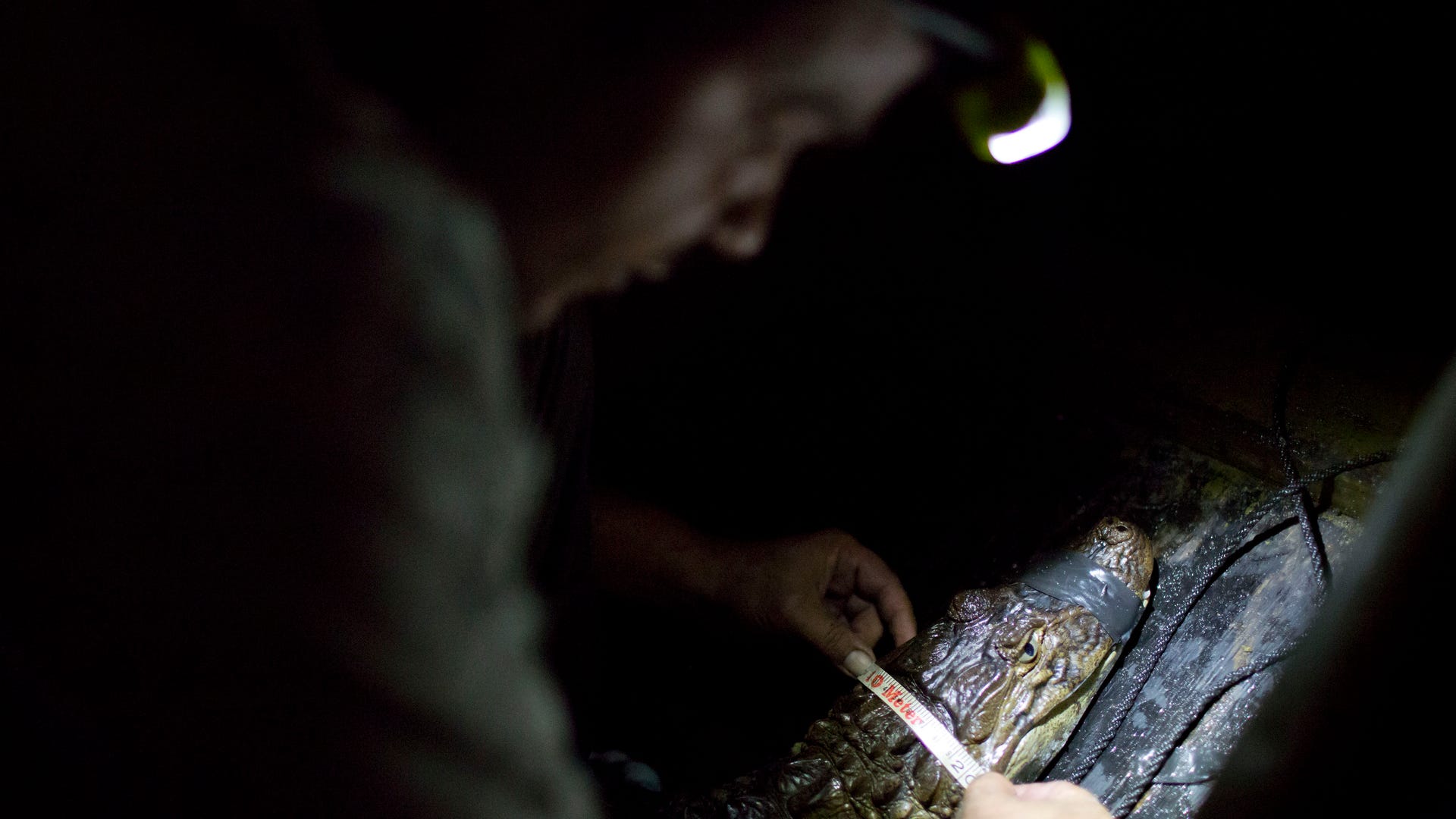 Brazil_Rio_Caimans_Grat__5_