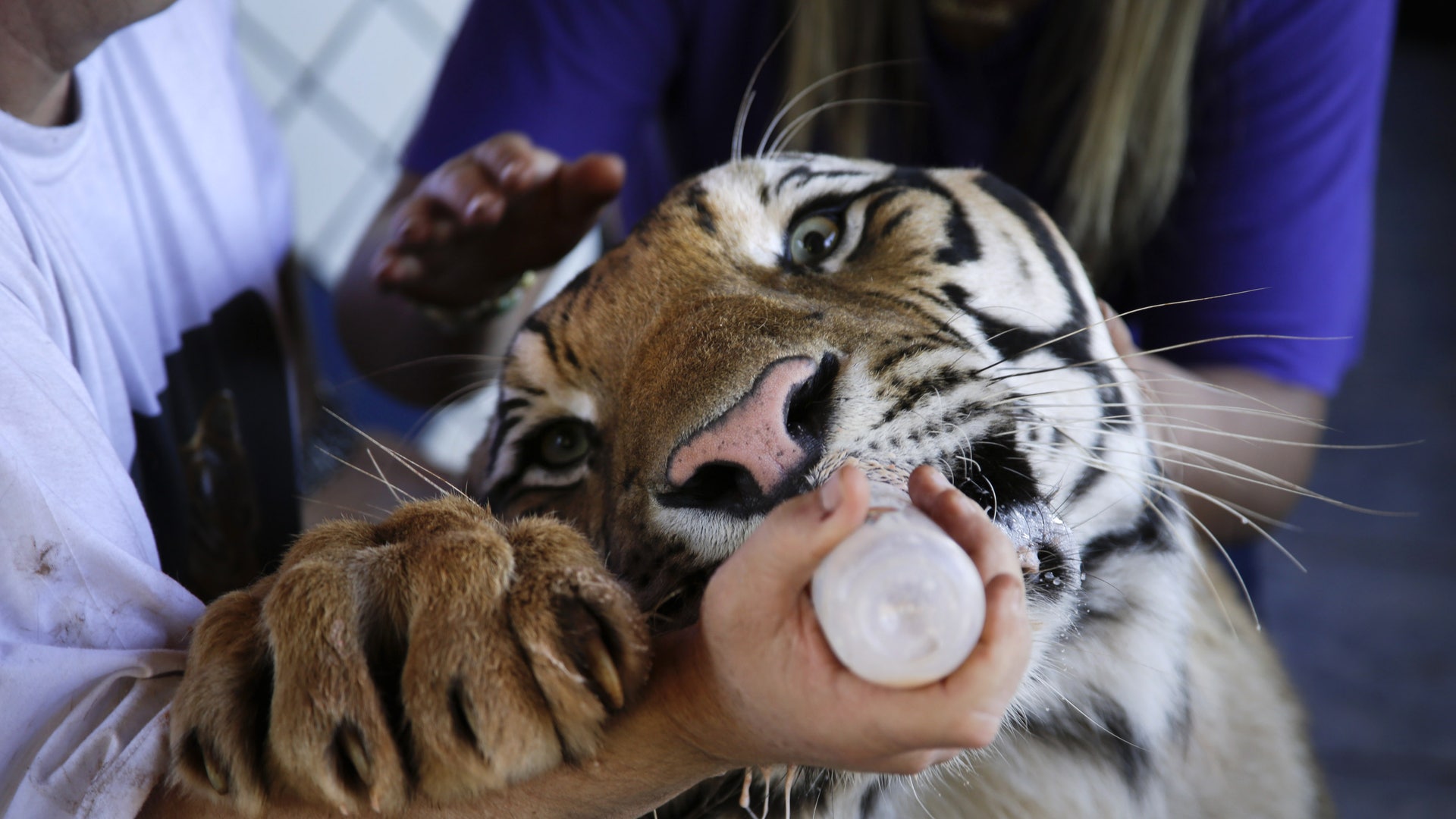 Brazil Family Fights To Keep House-Trained Tigers As Pets | Fox News