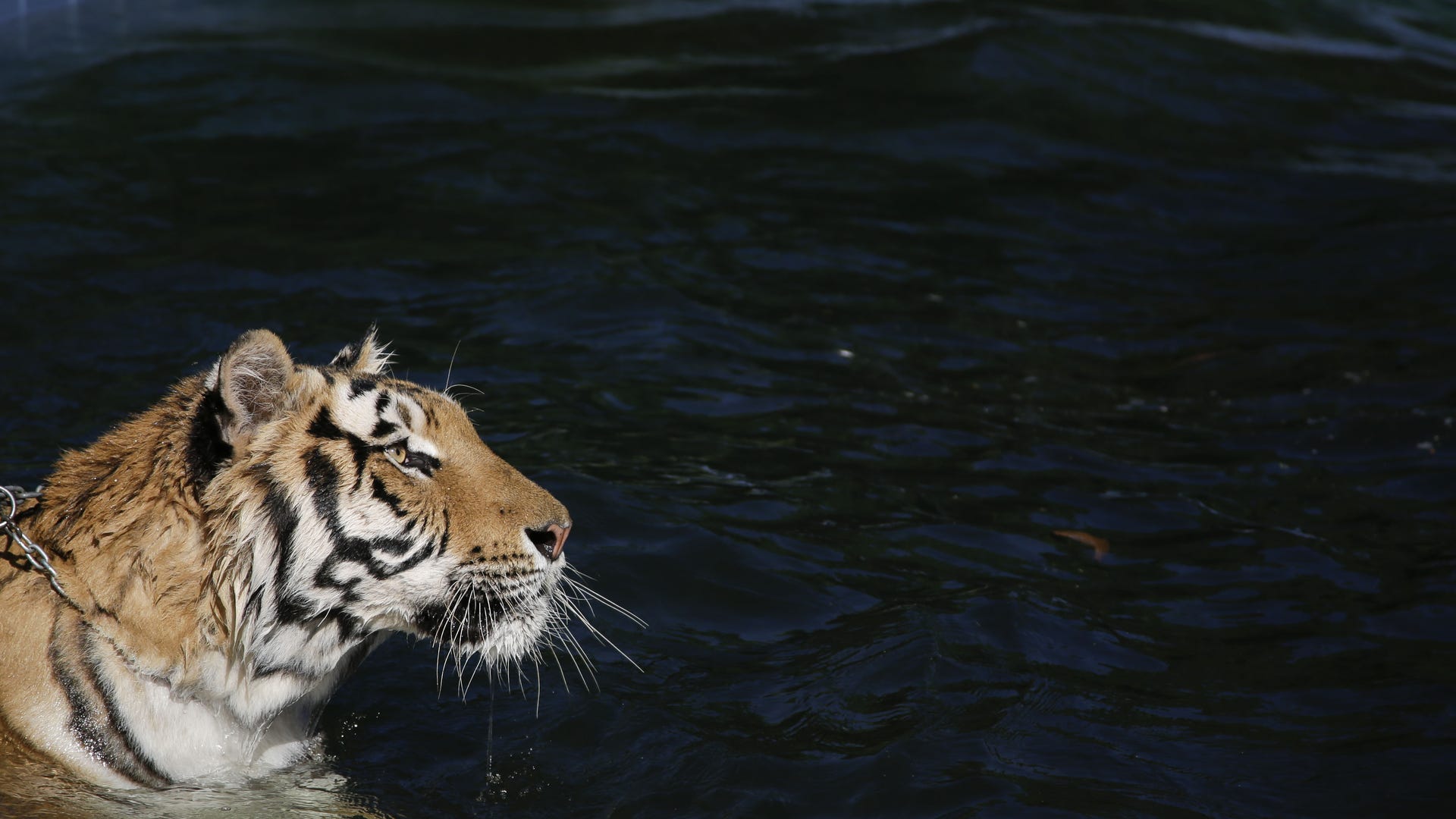 Brazil Family Fights To Keep House-Trained Tigers As Pets | Fox News