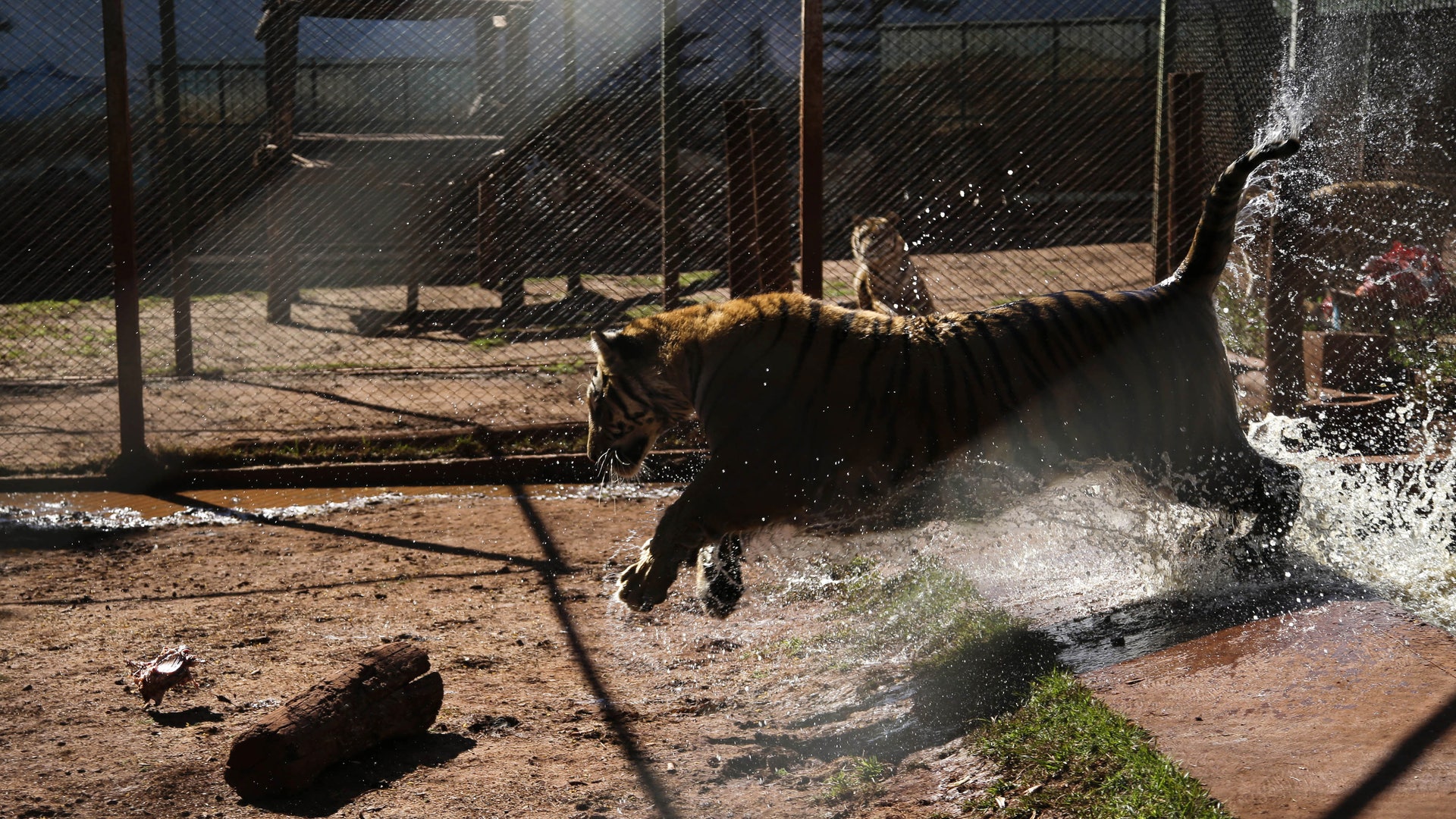 Brazil Family Fights To Keep House-Trained Tigers As Pets | Fox News