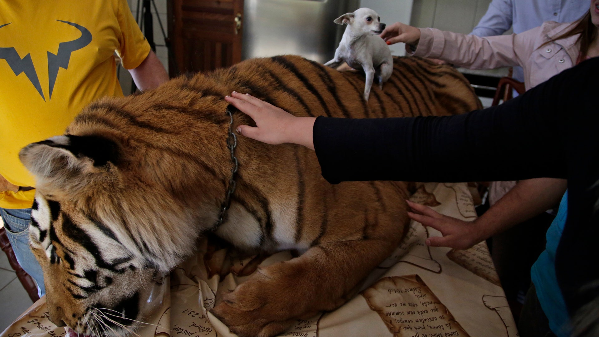 Brazil Family Fights To Keep House-Trained Tigers As Pets | Fox News