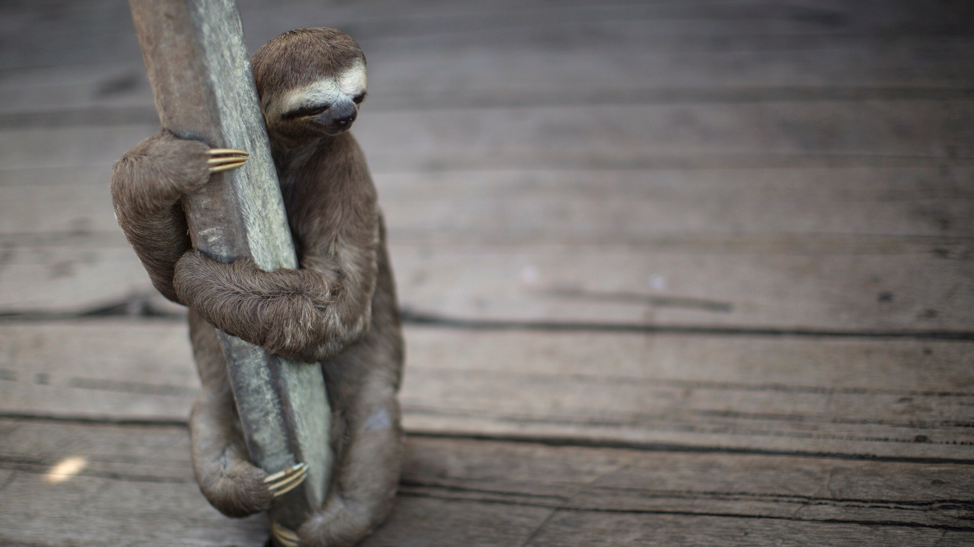 Brazil_WCup_Amazon_An_Vros__1_