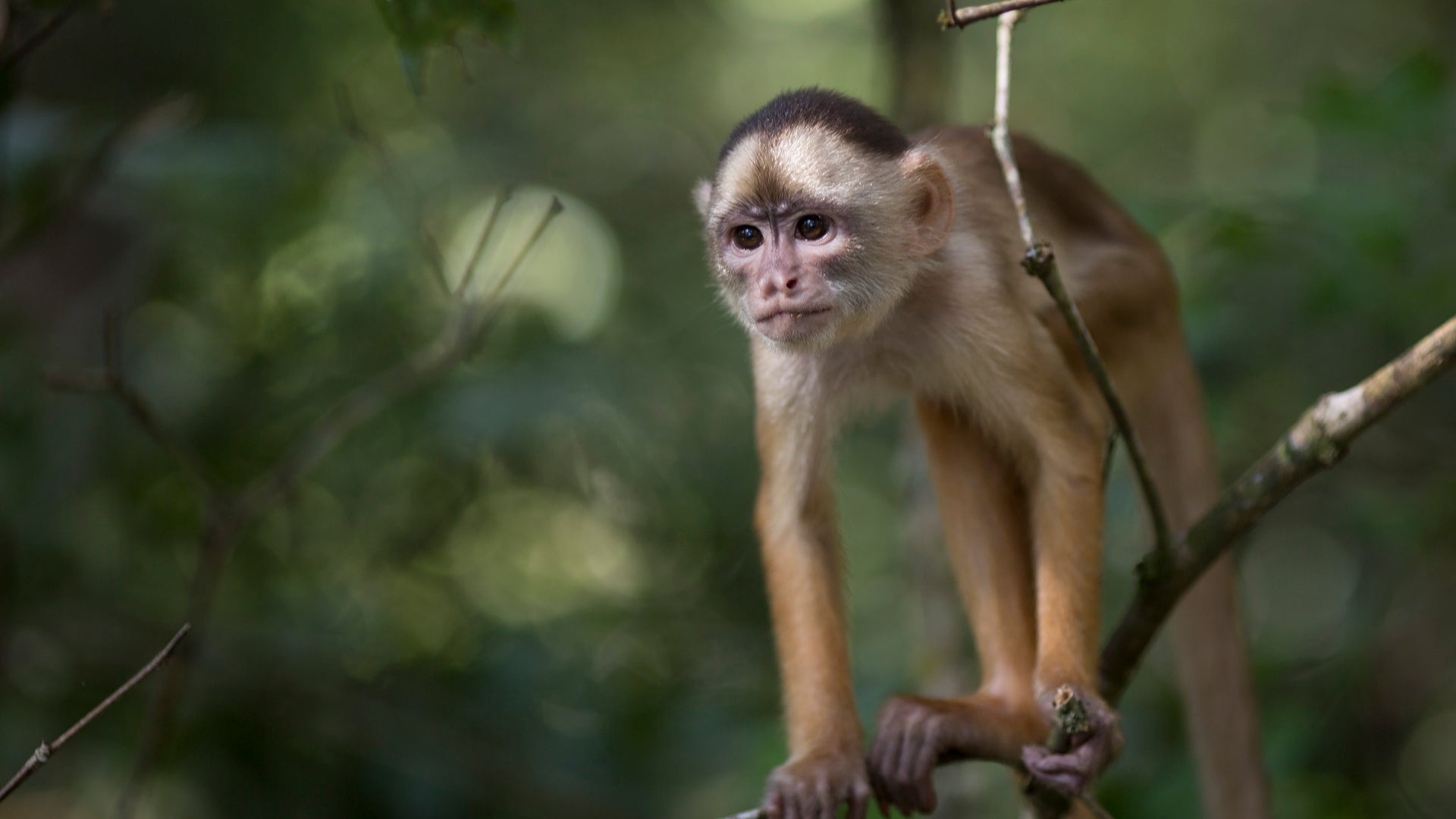 Brazil_WCup_Amazon_An_Vros__2_