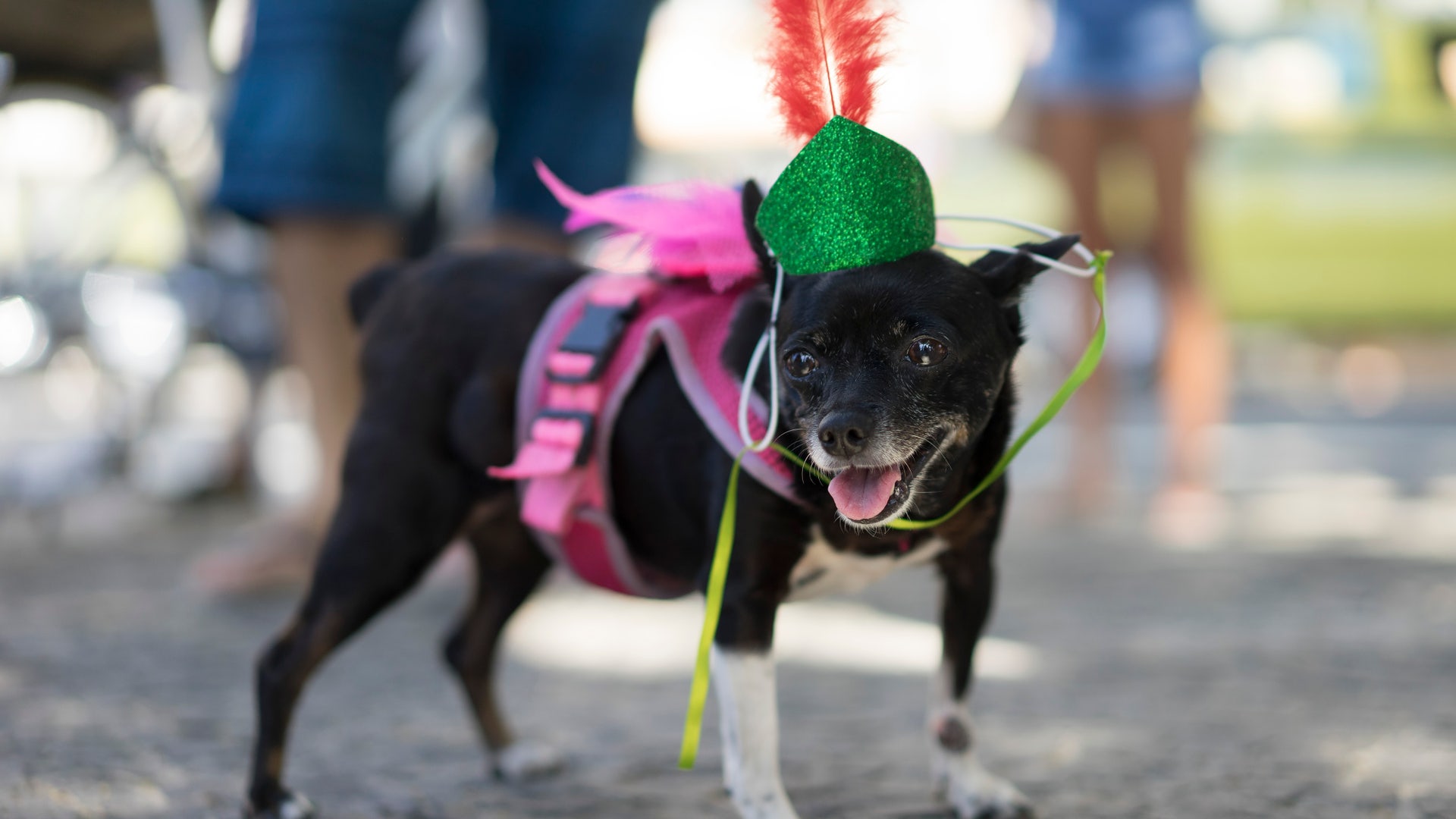 Brazil_puppy_carnival__3_