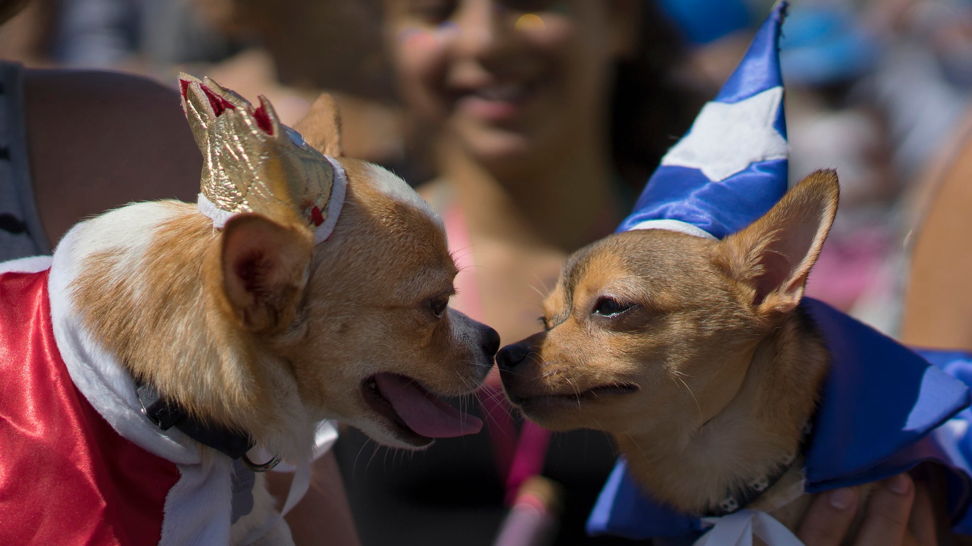 Brazil_puppy_carnival__4_