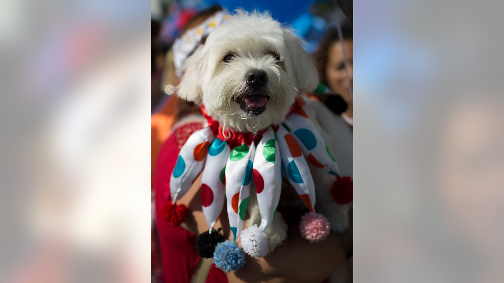 Brazil_puppy_carnival__5_