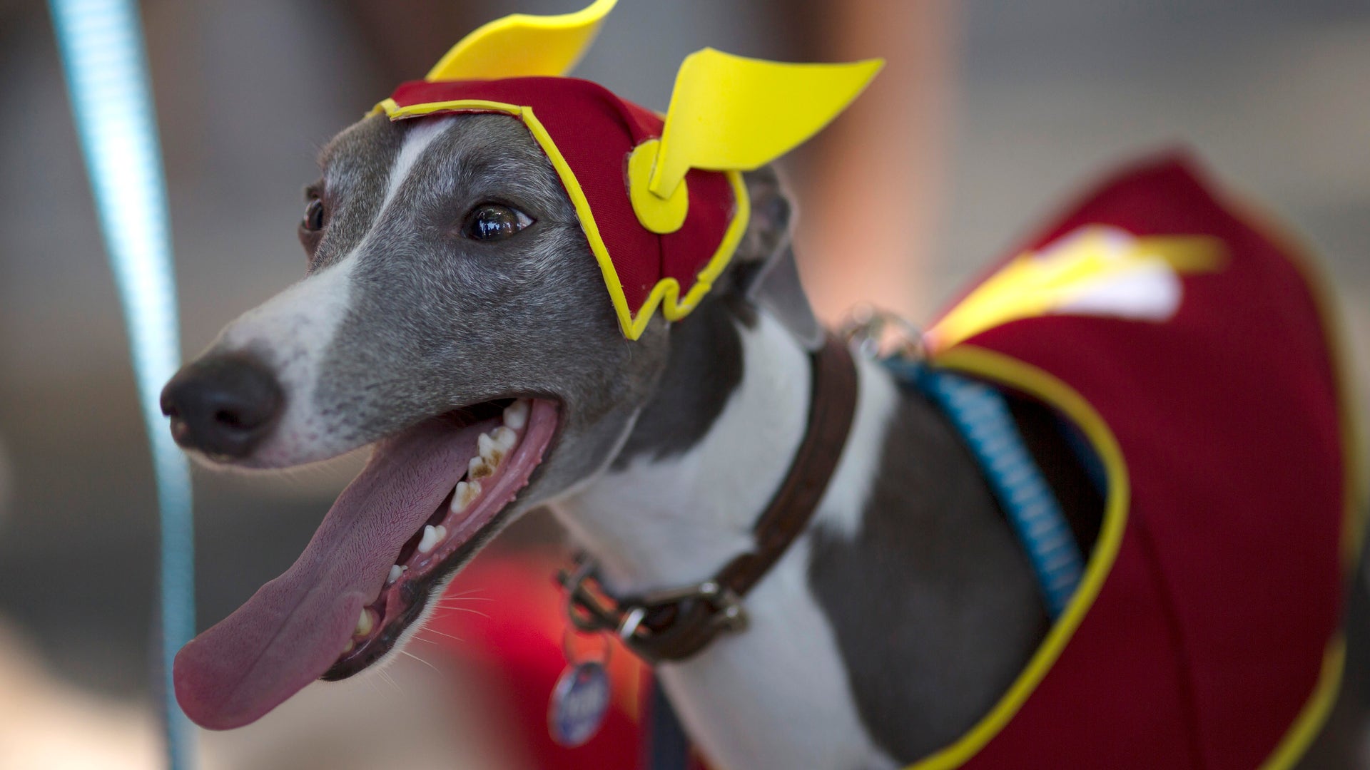 Brazil_puppy_carnival__7_