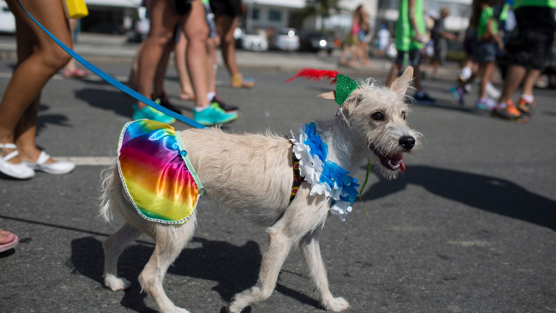Brazil_puppy_carnival__8_