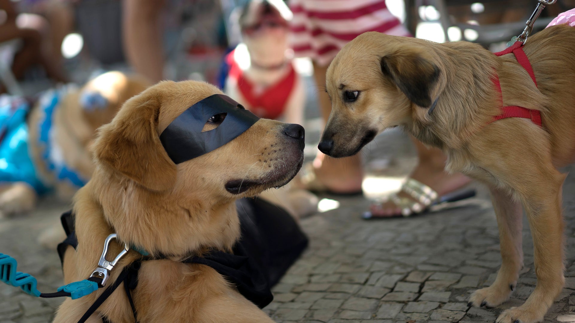 Brazil_puppy_carnival__9_