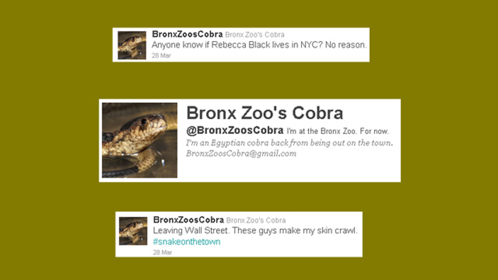 Twitter Stories of 2011 - BronxZoosCobraStillTweets
